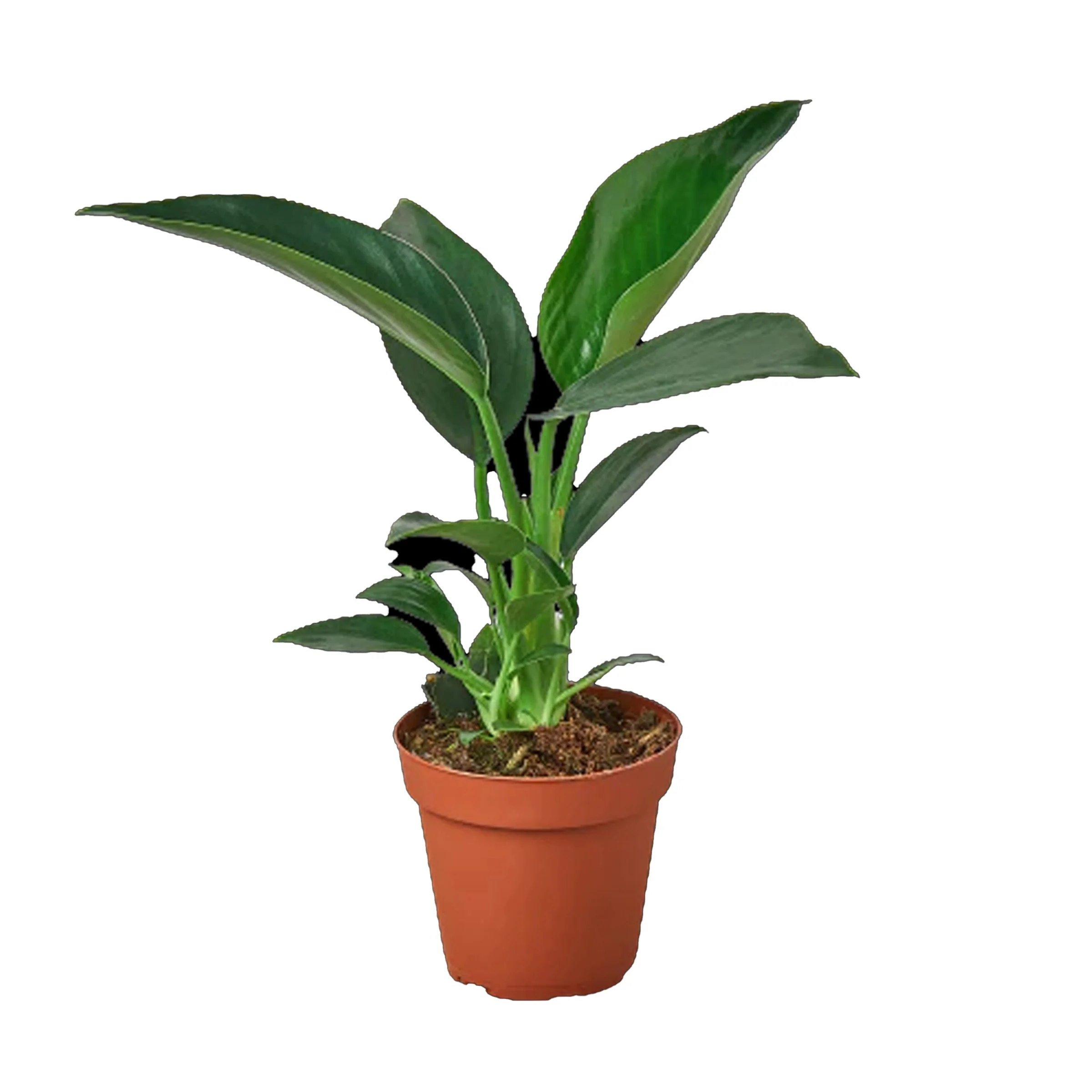 philo+congo+green+3.jpg?format